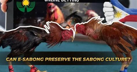 sabong conditioning|Sabong Tips .